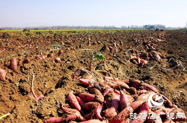 泌陽(yáng)縣郭集鎮(zhèn)：小粉條做成大產(chǎn)業(yè)，助力農(nóng)民增收致富