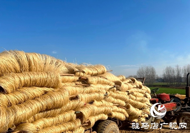 泌陽(yáng)縣郭集鎮(zhèn)：小粉條做成大產(chǎn)業(yè)，助力農(nóng)民增收致富