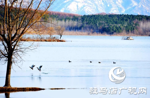 詩朗誦《銅山湖雪岸、玉樹、水鳥........絕美的一幅畫》