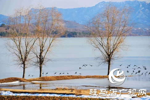 詩朗誦《銅山湖雪岸、玉樹、水鳥........絕美的一幅畫》
