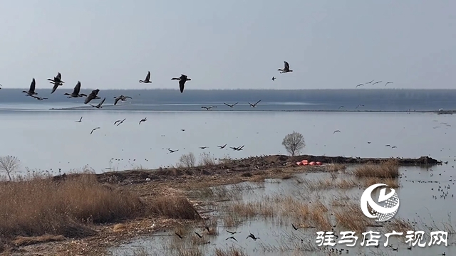 寒冬，他們在宿鴨湖濕地守護(hù)候鳥