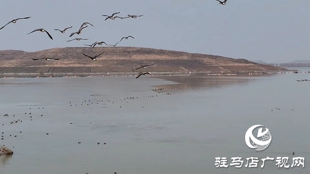寒冬，他們在宿鴨湖濕地守護(hù)候鳥