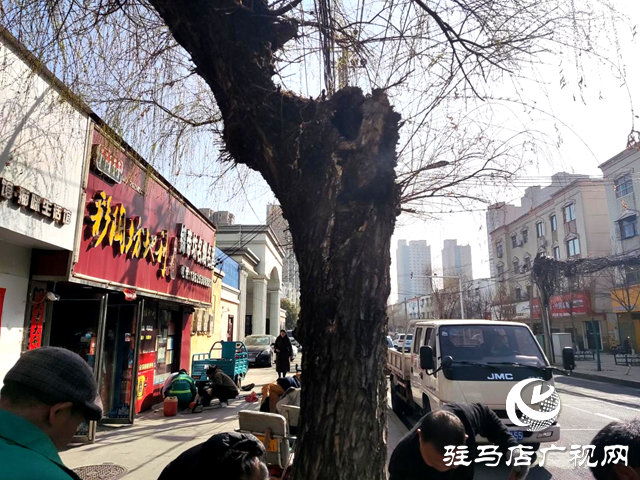 駐馬店經(jīng)濟(jì)開(kāi)發(fā)區(qū)：清除危樹(shù)解民憂(yōu)