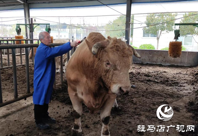 全國(guó)兩會(huì)精神進(jìn)基層||泌陽(yáng)縣夏南?？萍奸_(kāi)發(fā)有限公司：加快發(fā)展新質(zhì)生產(chǎn)力 推動(dòng)肉牛產(chǎn)業(yè)發(fā)展壯大