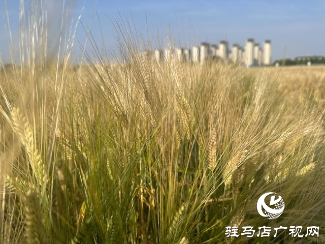 國(guó)家大麥產(chǎn)業(yè)技術(shù)體系駐馬店綜合實(shí)驗(yàn)站碩果累累：800多個(gè)大麥試驗(yàn)品種即將迎來收獲季