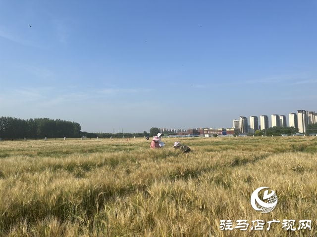 國(guó)家大麥產(chǎn)業(yè)技術(shù)體系駐馬店綜合實(shí)驗(yàn)站碩果累累：800多個(gè)大麥試驗(yàn)品種即將迎來收獲季
