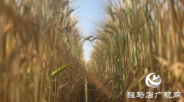 國(guó)家大麥產(chǎn)業(yè)技術(shù)體系駐馬店綜合實(shí)驗(yàn)站碩果累累：800多個(gè)大麥試驗(yàn)品種即將迎來收獲季