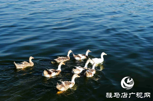 探尋河南泌陽(yáng)，感受文明縣城里的美麗家鄉(xiāng)風(fēng)情