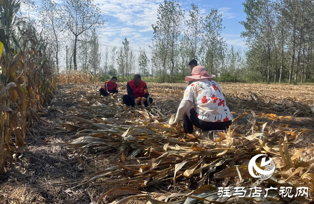 新蔡縣佛閣寺鎮(zhèn)：金秋助農(nóng)收獲解民憂(yōu)