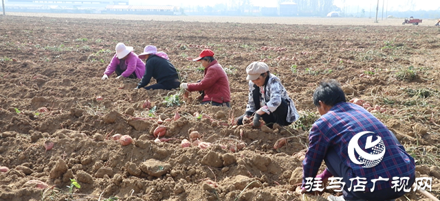 確山縣：紅薯喜豐收，田間收獲忙