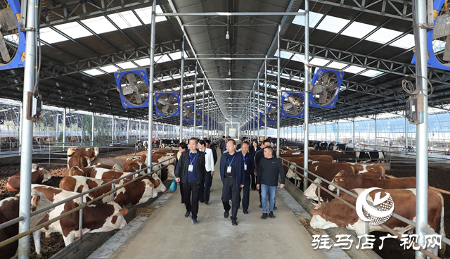 西平縣政協(xié)開展“建設養(yǎng)牛大縣 助推鄉(xiāng)村振興”專題調(diào)研活動