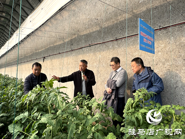國家大宗蔬菜產(chǎn)業(yè)技術體系駐馬店試驗站2024年蔬菜優(yōu)質(zhì)安全高效標準化生產(chǎn)技術培訓觀摩會召開