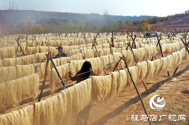 駐馬店市驛城區(qū)：紅薯產(chǎn)業(yè)鼓起村民“錢(qián)袋子”