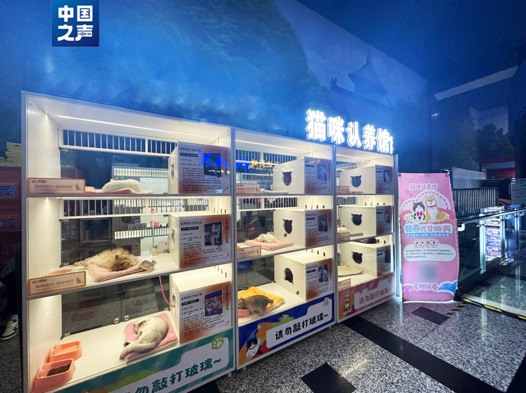 警惕！“免費領(lǐng)養(yǎng)”背后暗藏“貓貸”套路