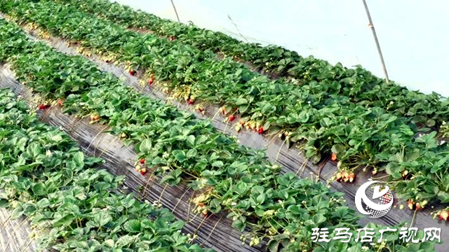 遂平縣：草莓紅艷艷 莓農笑開顏