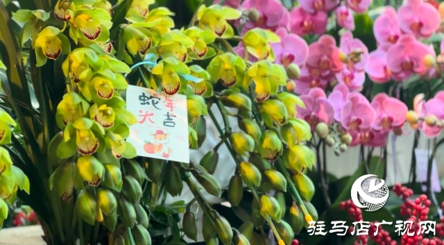 新春佳節(jié)即將到來，綠植花卉成為節(jié)日新寵