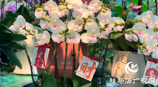 新春佳節(jié)即將到來，綠植花卉成為節(jié)日新寵