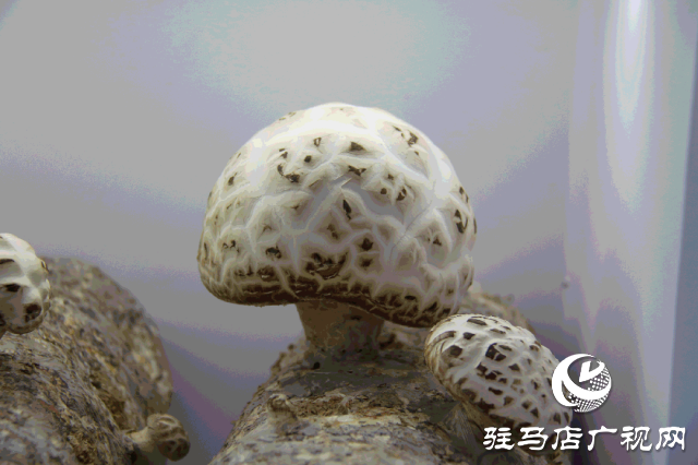 明日正式開幕！2025泌陽花菇國際產(chǎn)業(yè)創(chuàng)新大會