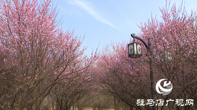 正陽縣：梅花競(jìng)相綻放 踏青賞花正當(dāng)時(shí)