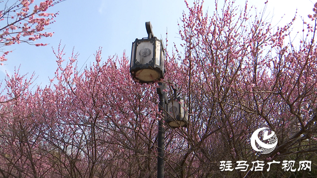 正陽縣：梅花競(jìng)相綻放 踏青賞花正當(dāng)時(shí)