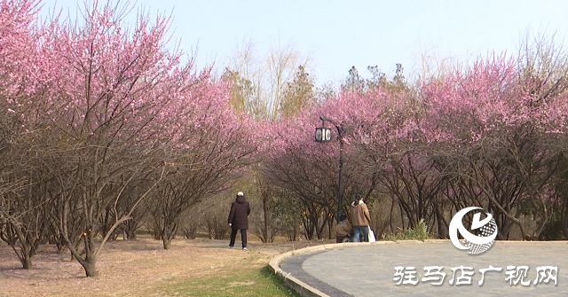 正陽縣：梅花競(jìng)相綻放 踏青賞花正當(dāng)時(shí)
