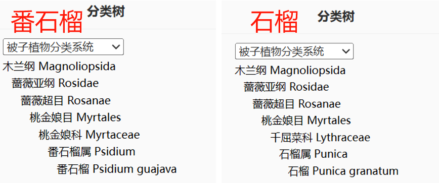 這種水果維C比蘋果高21倍，春天吃正好！