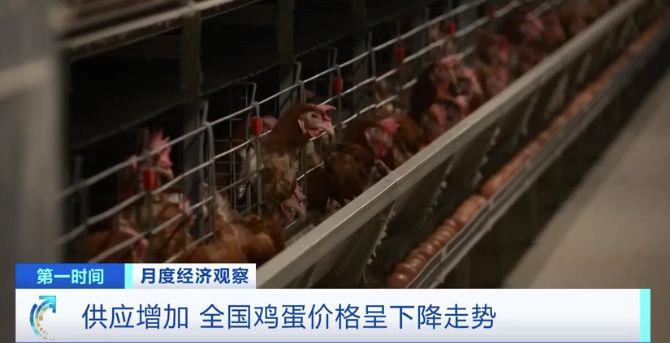 需求減少、供應增加 全國雞蛋價格呈下降走勢