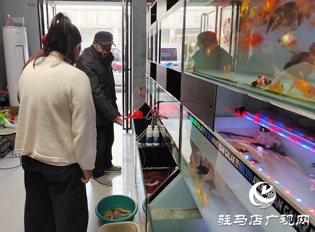 天氣轉暖 觀賞魚市場持續(xù)升溫
