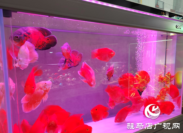 天氣轉暖 觀賞魚市場持續(xù)升溫