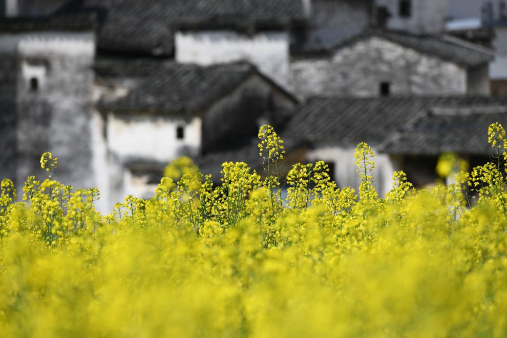接下來(lái)這半個(gè)多月，這些地方會(huì)很美！