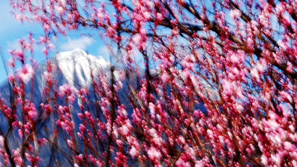 接下來(lái)這半個(gè)多月，這些地方會(huì)很美！