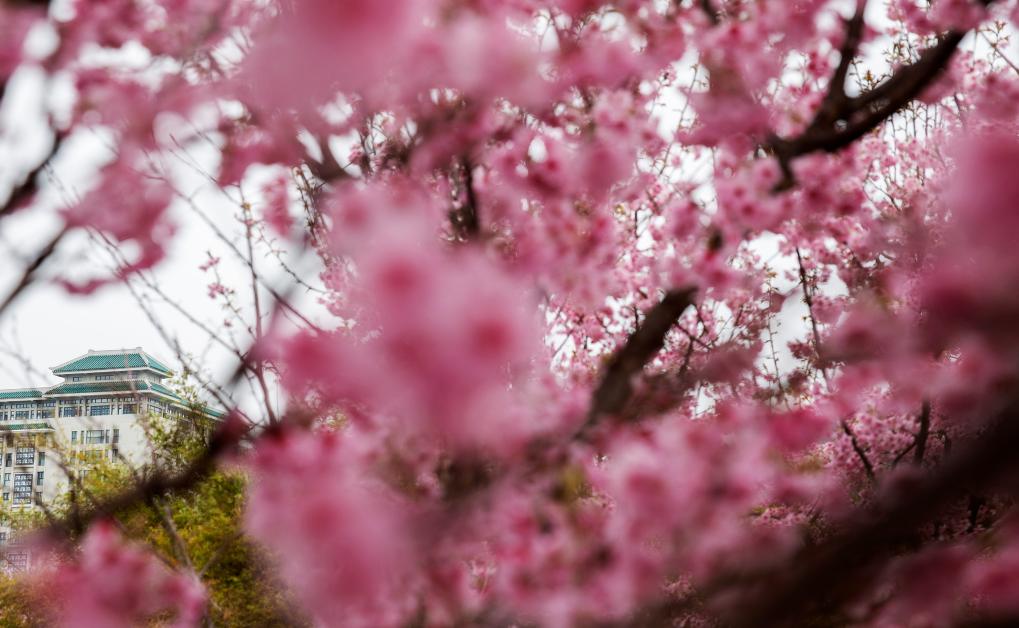 接下來(lái)這半個(gè)多月，這些地方會(huì)很美！