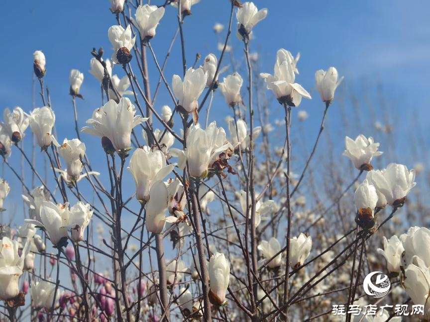 駐馬店：玉蘭花開香四溢 尋芳賞春正當時