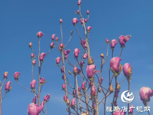 駐馬店：玉蘭花開香四溢 尋芳賞春正當時