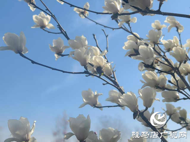 駐馬店：玉蘭花開香四溢 尋芳賞春正當時