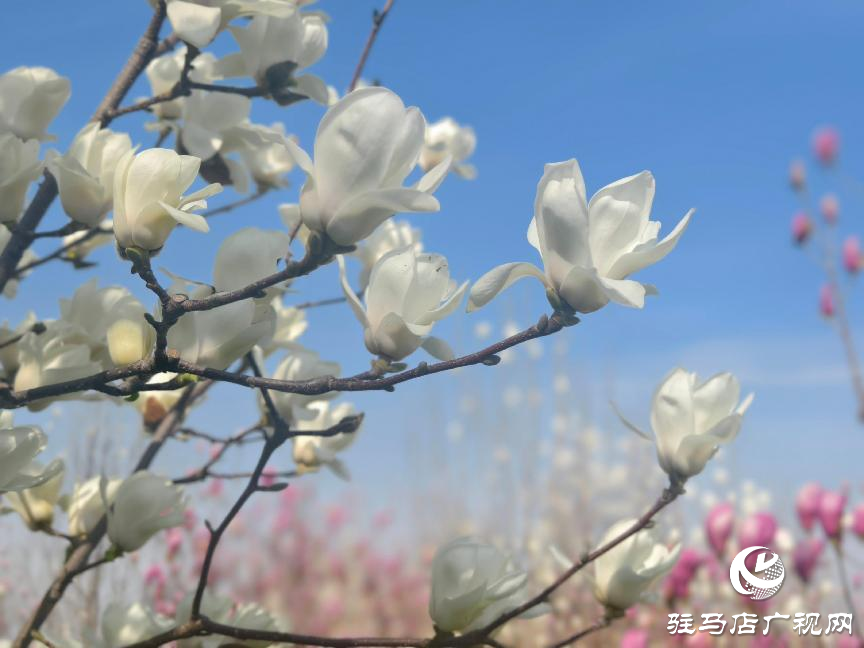 駐馬店：玉蘭花開香四溢 尋芳賞春正當時