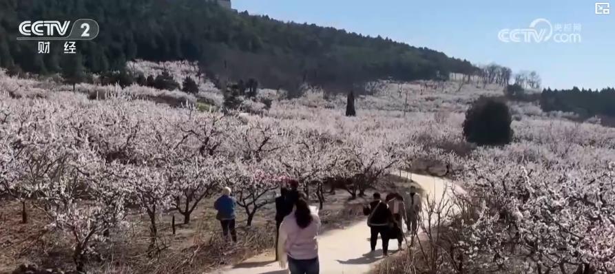 以“花”為媒、以“旅”促農 勾勒鄉(xiāng)村振興新圖景