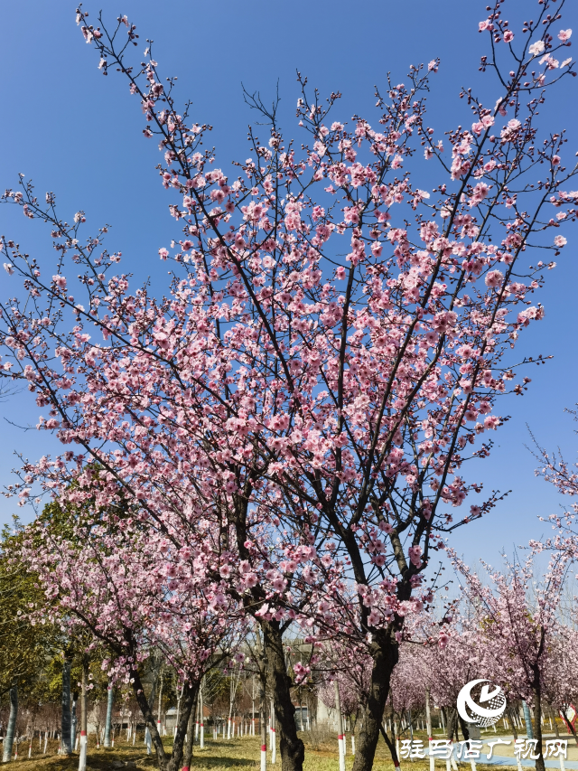 確山縣住建局喊話:公園花已開等你來(lái)打卡