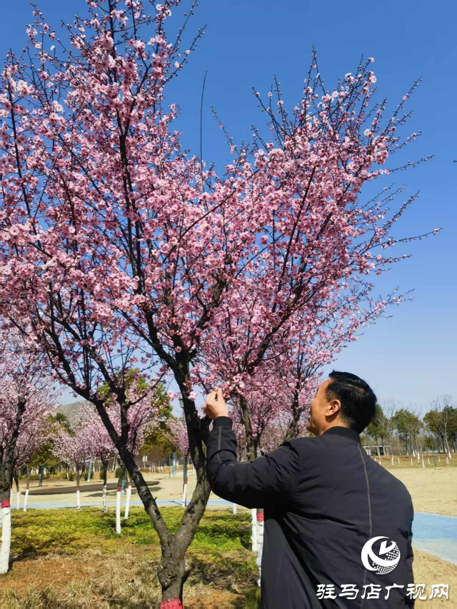 確山縣住建局喊話:公園花已開等你來(lái)打卡