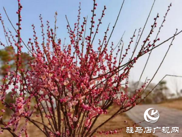 確山縣住建局喊話:公園花已開等你來(lái)打卡