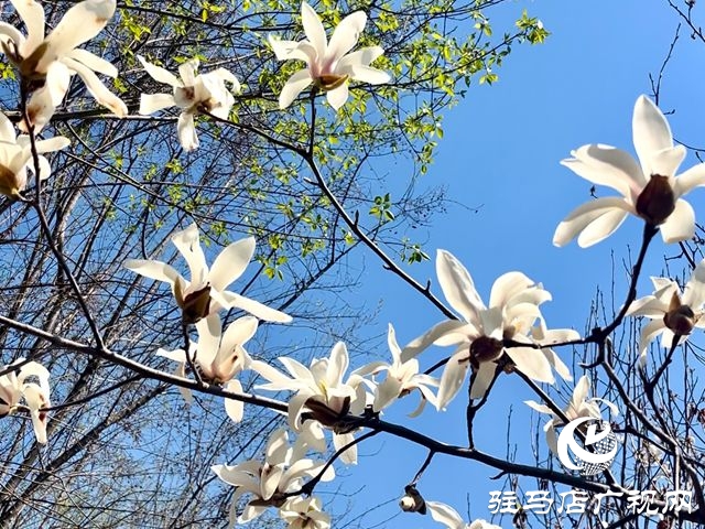  正陽縣陡溝鎮(zhèn)：玉蘭綻放迎客來
