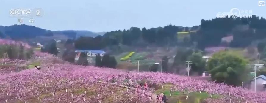 以“花”為媒、以“旅”促農 勾勒鄉(xiāng)村振興新圖景
