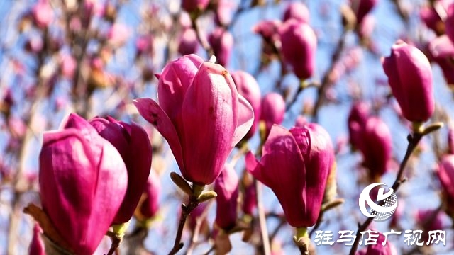  正陽縣陡溝鎮(zhèn)：玉蘭綻放迎客來
