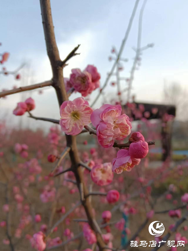 確山縣住建局喊話:公園花已開等你來(lái)打卡