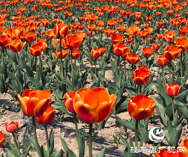 遂平嵖岈山郁金香園：花開迎客來(lái) 芳華惹人醉