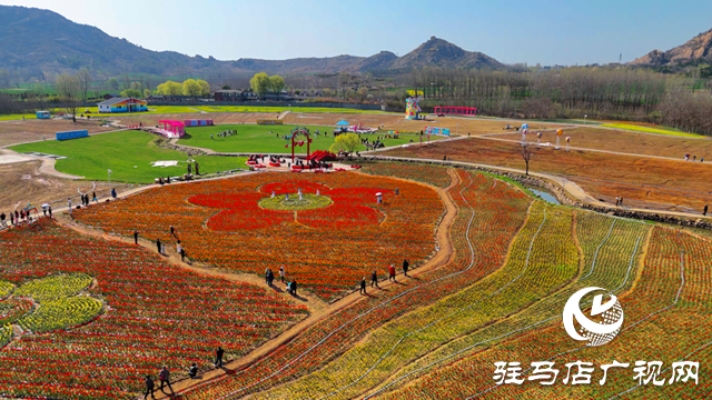 遂平嵖岈山郁金香園：花開迎客來(lái) 芳華惹人醉