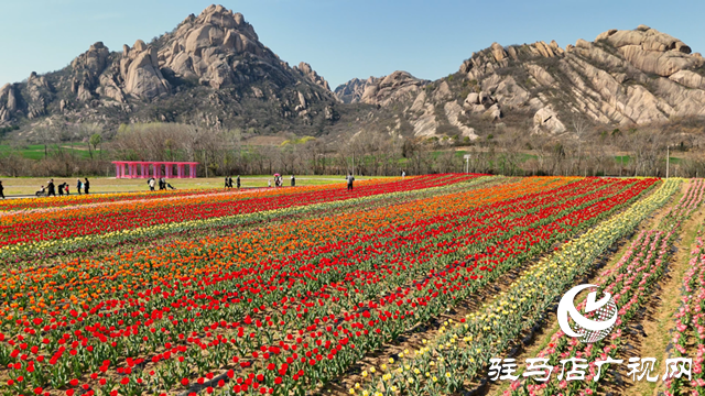 遂平嵖岈山郁金香園：花開迎客來(lái) 芳華惹人醉