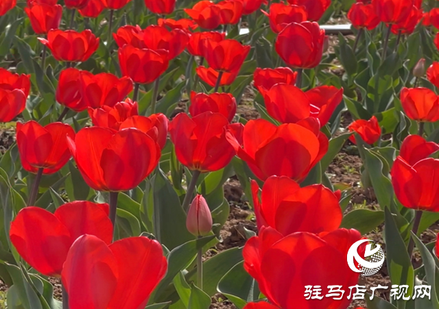 遂平嵖岈山郁金香園：花開迎客來(lái) 芳華惹人醉