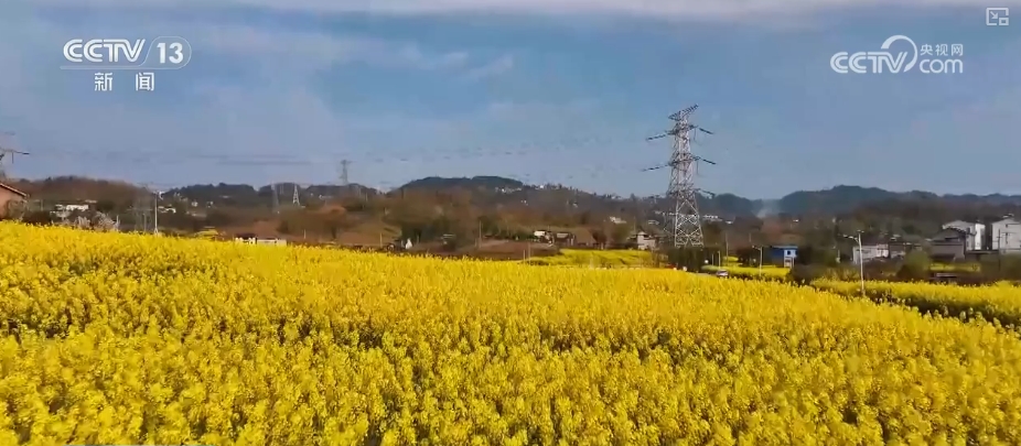 春賞花、夏榨油、秋收糧 “賞花+”扮“靚”經(jīng)濟新增長點