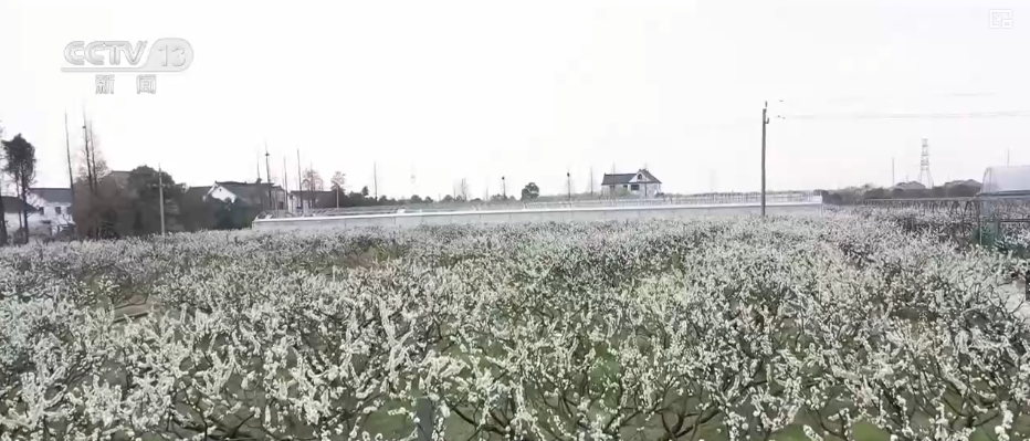 春賞花、夏榨油、秋收糧 “賞花+”扮“靚”經(jīng)濟新增長點